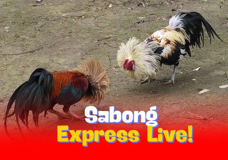 Sabong Express Live!